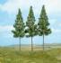 high trunk spruces 17 cm 