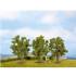 Fruit Trees
