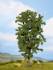 Horse Chestnut Tree