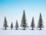 Snowy Fir Trees