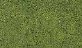 COARSE TURF Light Green