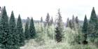 2  - 4  BLUE SPRUCE 18 PK