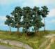 scots pine trees 10-16 cm