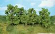 leafy trees 6-13 cm / 12 