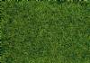 realistic wild grass mars