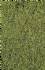 realistic wild grass sava