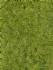 realistic wild grass fore