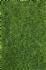 realistic wild grass dark