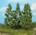 stick in poplar trees 13 
