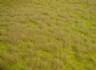 realistic wild grass sava