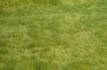 realistic wild grass spri
