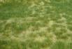 realistic wild grass summ