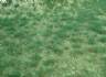 realistic wild grass mars