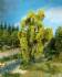 weeping willow  20 cm