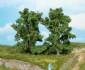 mountain ash trees 13 cm 
