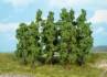 beech trees 11-13 cm / 10