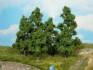 fruit trees 5-8 cm / 5 pc