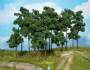 scots pine trees 10-16 cm