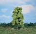 birch tree 20 cm