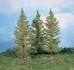 larch trees 20 cm / 3 pc