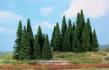 firs 9-14 cm / 20 pc