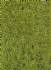 static wild grass forest 